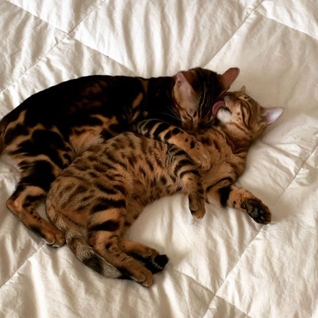 "Discover the Feline Wonders: 14 Surprising Trivia About Bengal Cats"